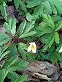 Sasanka hajní (Anemone nemorosa), prvek jarní květeny lužního lesa