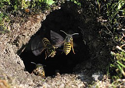 Vespula vulgaris (Common Wasp)