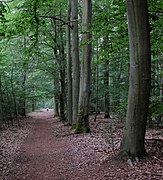 Wanderweg im Naturschutzgebiet Tiergarten.jpg