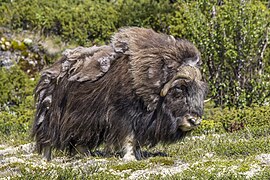 Bœuf musqué au parc national de Dovrefjell-Sunndalsfjella, en Norvège.