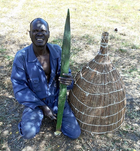 File:Okeny Tiberio with Ogwar & Sizal leaf.jpg