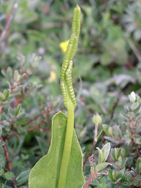 Slangetunge (Ophioglossum sp.)