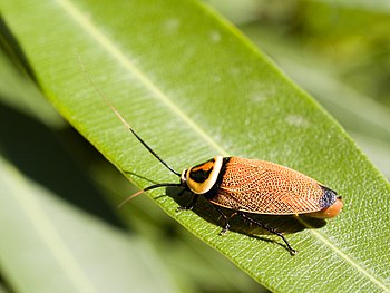 Bush cockroach