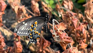 Black Swallowtail on sumac.jpg