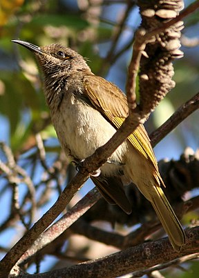 Braunhonigfresser (Lichmera indistincta)