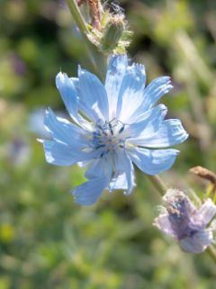 Cichorium intybus