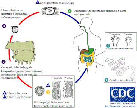 Ciclo Taenia sollium e Taenia saginata