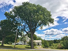 Elm Tree in Cummington, MA - August 2020.jpg