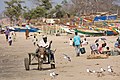 Image 8A donkey cart at a beach in The Gambia