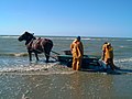 Garnelenfischen in Oostduinkerke