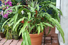 Heliconia angusta 8zz.jpg