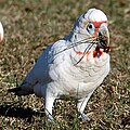 Cacatua tenuirostris