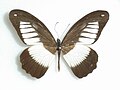 Papilio plagiatus (Mountain Mimetic Swallowtail)