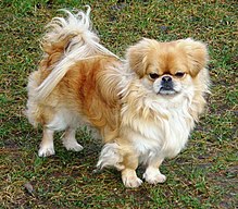 Pekingese