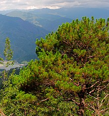 Paysage montagnard avec un pin de Benguet au premier plan.