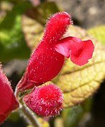 Salvia pulchella