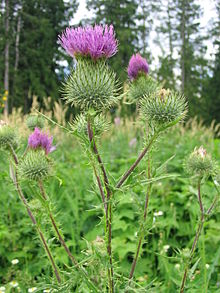 Scottish thistle.jpg