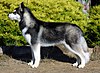 Siberian Husky (Siberia)