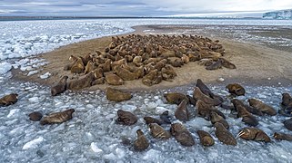 Odobenus rosmarus (Walrus)