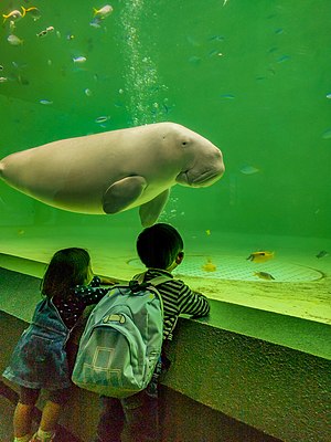 Zwei Kinder stehen an einem Aquarium und betrachten eine graue Seekuh.