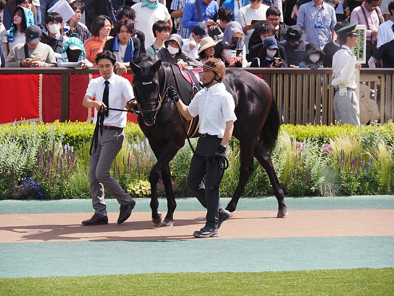 File:9R Murasaki Sho (3 win class, 4yo and up) Turf 1800m at tokyo racecourse (53750424994).jpg