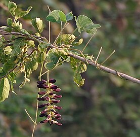 Velvet bean in Kawal Wildlife Sanctuary, India