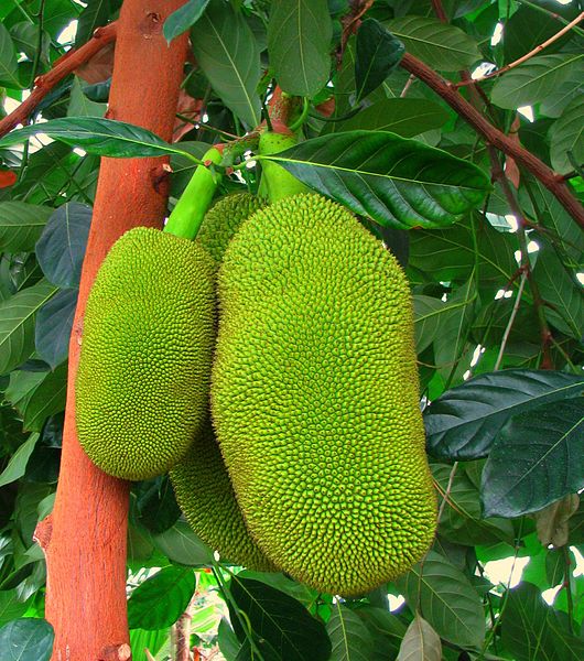 File:Artocarpus heterophyllus 1.jpg