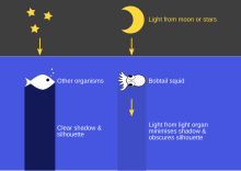 Diagram showing how the light organ in a bobtail squid emits light downwards to obscure its silhouette