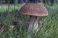 Boletus edulis, also known as "cep", an edible wild bolete found in Europe