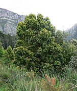 'n Mediumgroot assegaaiboom in Kaapstad