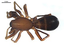 Castianeira trilineata