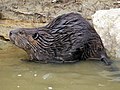 An American Beaver