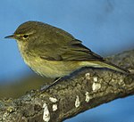 Chiffchaff