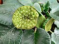 Inflorescence mâture de Dorstenia brasiliensis.