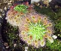 Drosera roseana