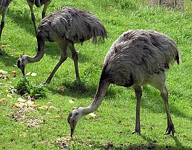 Ema (Rhea americana)