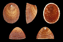 Helcion pectunculus