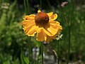 Helenium bigelovii