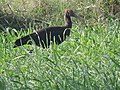 Ibis, en Behlolpur, Punjab, India.