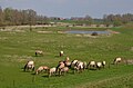 Konik horses near the Waal