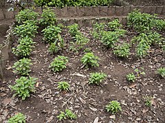 Plantas de Albahaca (Ocimum basilicum).jpg