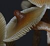 Psilocybe makarorae