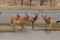 Dospelé jedince vodárky lečve v delte rieky Okavango