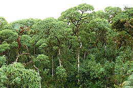 Scalesia pedunculata erdő