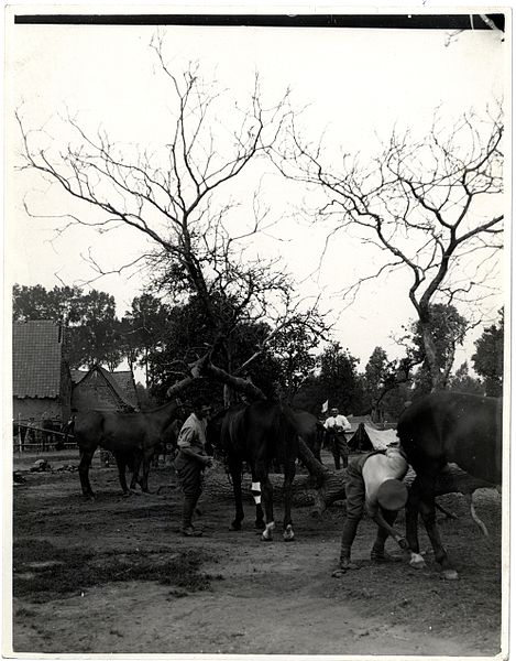 File:13th Hussars horselines and bivouacs (Aire, France). Photographer- H. D. Girdwood. (13873619095).jpg