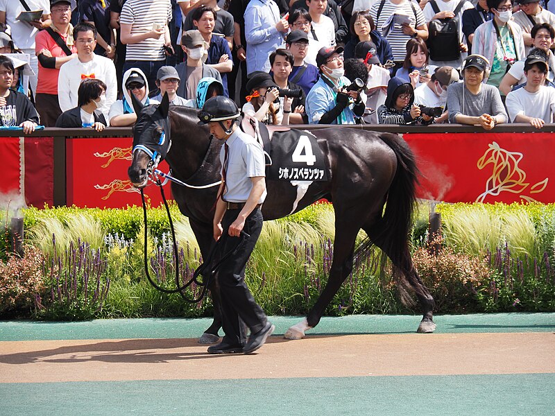 File:9R Murasaki Sho (3 win class, 4yo and up) Turf 1800m at tokyo racecourse (53750274023).jpg