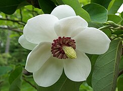 Magnolia sieboldii (Oyama Magnolia) (34189107584).jpg