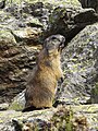 Oipmmurmandl (M. marmota)