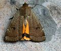 Noctua comes (Noctuinae)