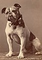 Old english bulldog